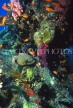 MALDIVE ISLANDS, Coral reef, Star Puffer fish, MAL600JPL