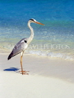 MALDIVE ISLANDS, Heron on beach, MAL447JPL
