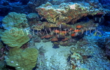 MALDIVE ISLANDS, coral reef, shoal of Collard Butterfly fish, MAL118JPL