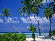 MALDIVE ISLANDS, island and seascape view through with coconut trees, MAL135JPL