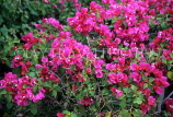 MAURITIUS, Bougainvillea flowers (magenta), MRU377JPL