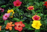 MAURITIUS, Hibiscus flowers, MRU385JPL