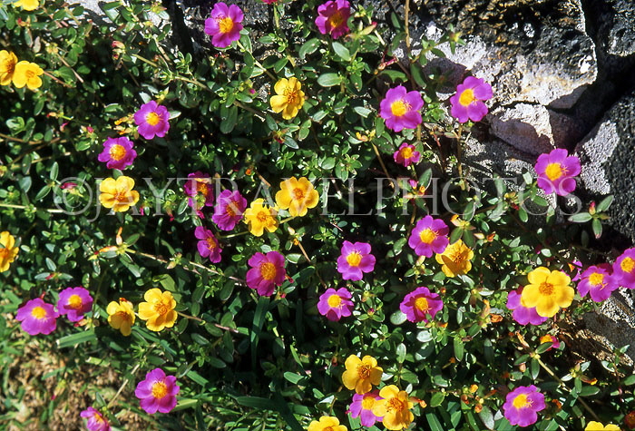 MAURITIUS, countryside wild flowers, MRU384JPL
