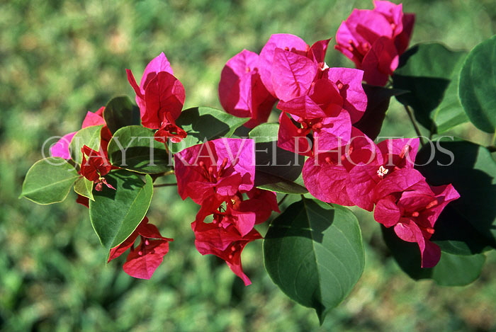 MAURITIUS, magenta Bougainvillea flowers, MAU378JPL