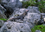 MEXICO, Yucatan, Iguana, MEX550JPL