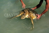 MEXICO, Yucatan, Isla Mujares, Turtle, MEX364PL