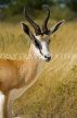 NAMIBIA, Etosha National Park, Springbok, NAM208JPL