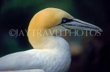 SCOTLAND, Highlands, Gannet, SCO811JPL