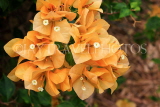 SINGAPORE, Botanic Gardens, Bougainvillea flowers, SIN1024JPL