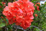 SINGAPORE, Botanic Gardens, Bougainvillea flowers, SIN1025JPL