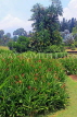 SINGAPORE, Botanic Gardens, Heliconia Walk,SIN1009JPL