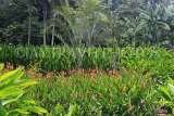 SINGAPORE, Botanic Gardens, Heliconia Walk,SIN1011JPL