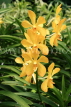 SINGAPORE, Botanic Gardens, Orchid Garden, SIN1041JPL