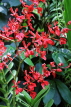 SINGAPORE, Botanic Gardens, Orchid Garden, SIN1060JPL