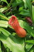 SINGAPORE, Botanic Gardens, Orchid Garden, carnivorous plants, SIN1054JPL
