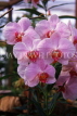 SINGAPORE, Botanical Gardens, Orchids, SIN390JPL