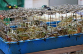SINGAPORE, Chinatown Complex Wet Market, frogs for sale, SIN872JPL