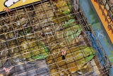 SINGAPORE, Chinatown Complex Wet Market, frogs for sale, SIN878JPL