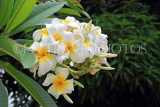 SINGAPORE, Gardens by the Bay, Frangipani (Plumeria) flowers, SIN915JPL
