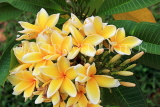 SINGAPORE, Gardens by the Bay, Frangipani (Plumeria) flowers, yellow, SIN900JPL
