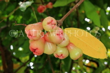 SINGAPORE, Gardens by the Bay, Jambu (Rose Apple) fruit tree, SIN926JPL