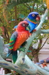 SINGAPORE, Haw Par Villa, parrot sculptures, SIN551JPL