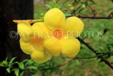 SINGAPORE, Jurong Chinese Garden, Allamanda flowers, SIN1456JPL