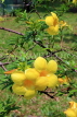 SINGAPORE, Jurong Chinese Garden, Allamanda flowers, SIN1457JPL