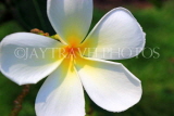 SINGAPORE, Jurong Chinese Garden, Frangipani (Plumeria) flower, SIN1465JPL