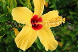 SINGAPORE, Jurong Chinese Garden, Hibiscus flower, yellow, SIN1442JPL