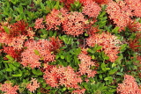 SINGAPORE, Jurong Chinese Garden, SIN1440JPL