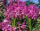 SINGAPORE, Mandai Orchid Gardens, Spray Orchids, SIN276JPL