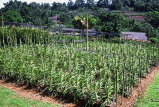 SINGAPORE, Mandai Orchid Gardens, nursery, young plants, SIN396JPL