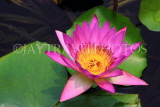 SINGAPORE, Marina Bay promenade, lily pond by ArtScience Museum, Water Lily, SIN1306JPL