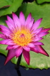 SINGAPORE, Marina Bay promenade, lily pond by ArtScience Museum, Water Lily, SIN1314JPL