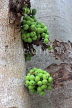 SRI LANKA, Anuradhapura, Cluster Fig Tree, SLK5813JPL