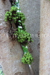 SRI LANKA, Anuradhapura, Cluster Fig Tree, SLK5814JPL