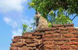 SRI LANKA, Anuradhapura, Grey Langur Monkeys, SLK5603JPL
