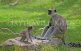 SRI LANKA, Anuradhapura, Grey Langur Monkeys, SLK5651JPL