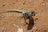 SRI LANKA, Anuradhapura, Katussa (Common Garden Lizard), SLK5770JPL