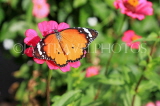 SRI LANKA, Anuradhapura, Plain Tiger butterfly, SLK5805JPL