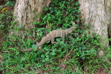 SRI LANKA, Anuradhapura, Thalagoya (Land Monitor), SLK5767JPL