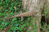 SRI LANKA, Anuradhapura, Thalagoya (Land Monitor), SLK5768JPL