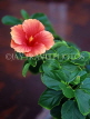SRI LANKA, Colombo, pink Hibiscus flowers, SLK1563JPL