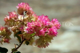SRI LANKA, Dambulla Cave Temple (Golden Temple), Bougainvillea flowers at site, SLK2856JPL