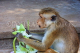 SRI LANKA, Dambulla Cave Temple (Golden Temple), Macaque Monkey eating flower offerings, SLK2813JPL