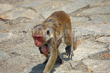 SRI LANKA, Dambulla Cave Temple (Golden Temple), Macaque Monkey with baby, at site, SLK2808JPL