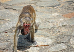 SRI LANKA, Dambulla Cave Temple (Golden Temple), Macaque Monkey with baby at site, SLK2807JPL
