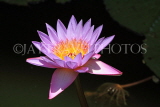 SRI LANKA, Dambulla Cave Temple (Golden Temple), Water Lily at the site, SLK2769JPL