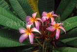 SRI LANKA, Frangipani (Plumeria) flowers, SLK1923JPLA